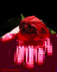 rosa_in_mano.jpg